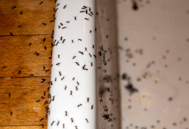 Spider Control Near Me in Pine Brook, NJ