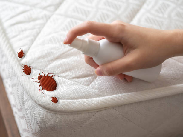 Flea Control Services in Pine Brook, NJ