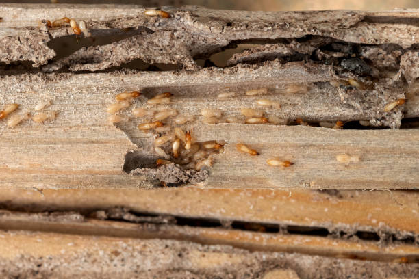 Best Insect Control  in Pine Brook, NJ